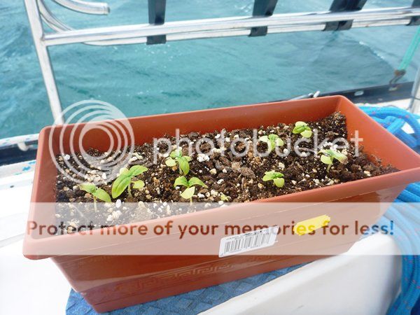 Basil planted over a month ago. 24/05 photo m_003Basilplants_zpsca508205.jpg