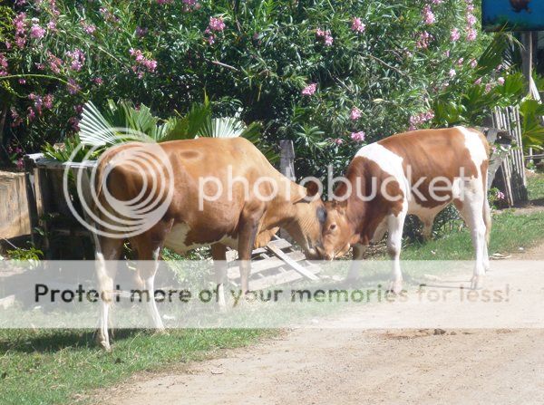 Two cows, Clifton Union Iland. photo m_012CuddlingCowsUnionIsland_zps2a3710fd.jpg