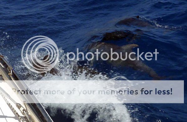 002 Dolphins Gwada to Antigua photo m_010 11 03 15 Dolpins Deshaies to Antigua_zpspuieh8lu.jpg