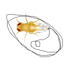 yellow-fly_thumb.gif