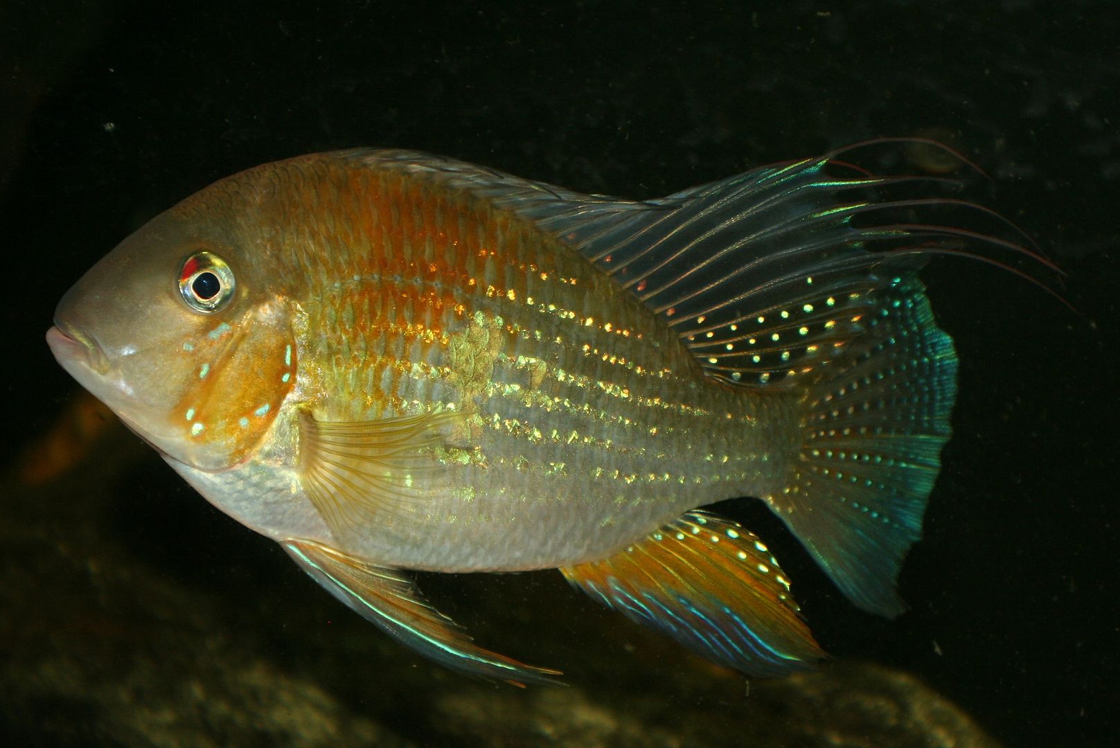 Threadfin acara | MonsterFishKeepers.com