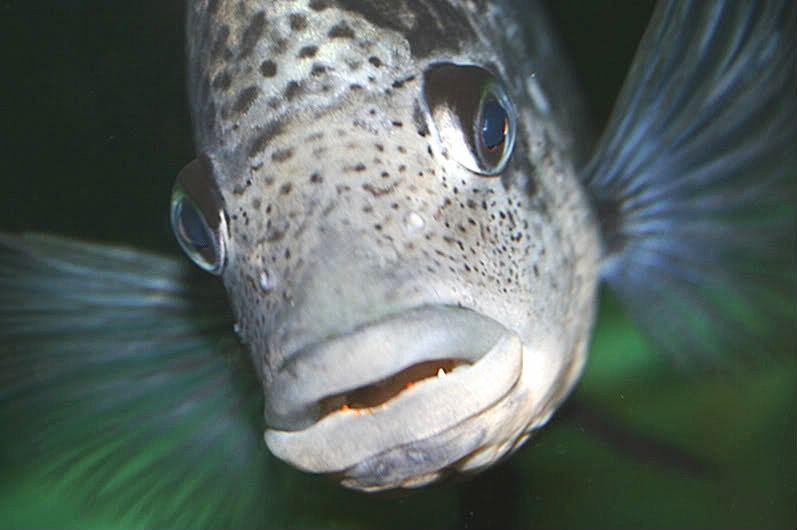 jaguars cichlids teeth | Page 3 | MonsterFishKeepers.com