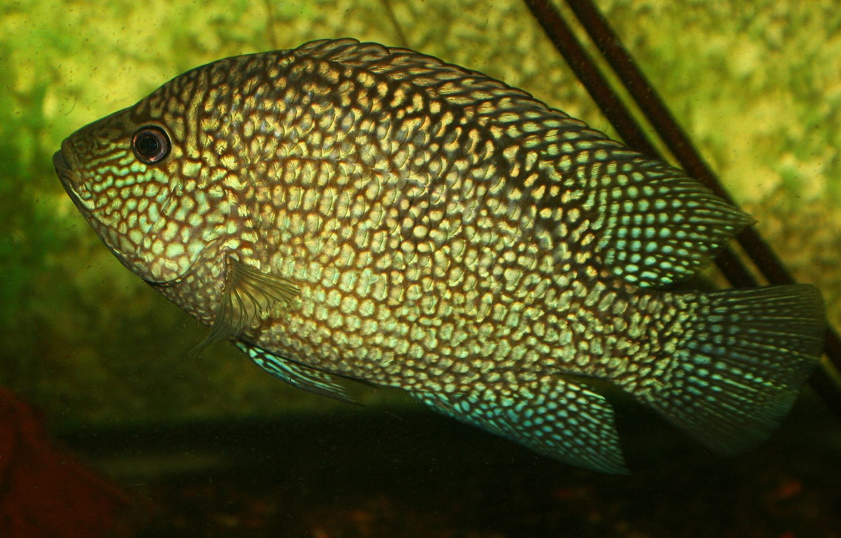 Green Texas cichlid from JoeFish Aquatics at Fish Story ...