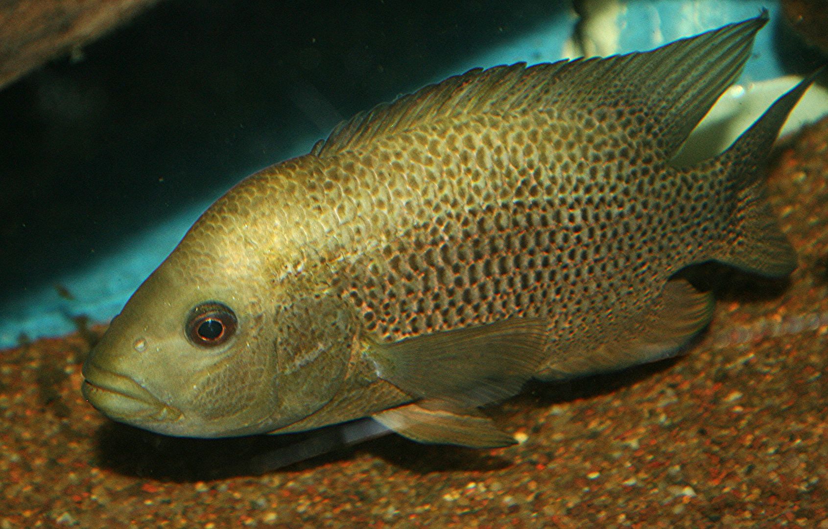 michigan cichlid association