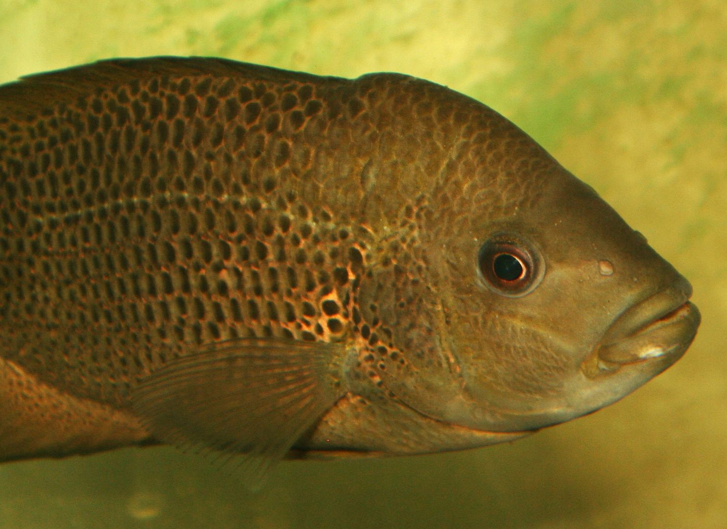 Black Nasty Cichlid Care Guide | MonsterFishKeepers.com