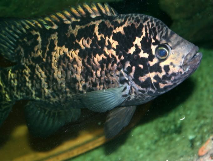 Cuban cichlid sexing help | MonsterFishKeepers.com