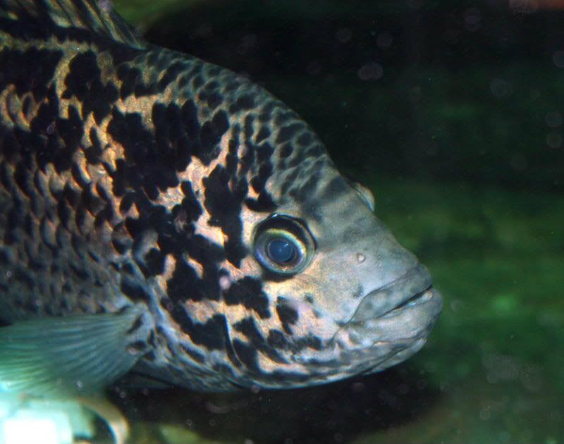 Cuban cichlid pictures | MonsterFishKeepers.com