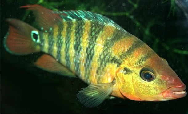 Difference between a Red Terror and Mayan Cichlid | MonsterFishKeepers.com