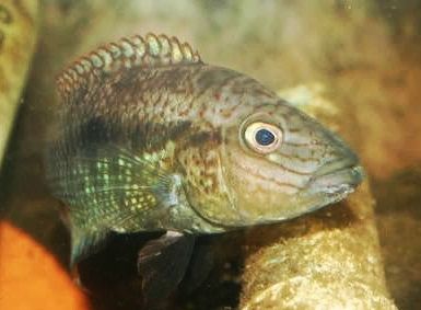 A visual guide to sexing new world cichlids | MonsterFishKeepers.com