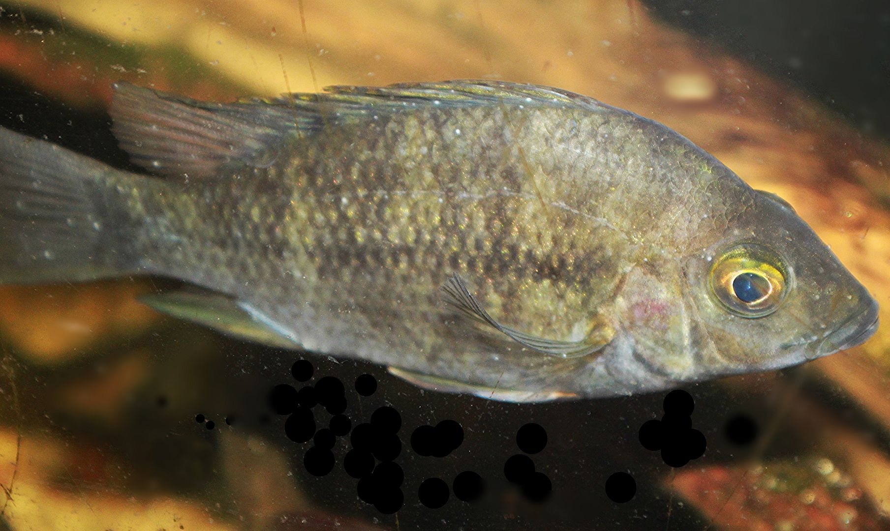 Oscar fish salt treatment