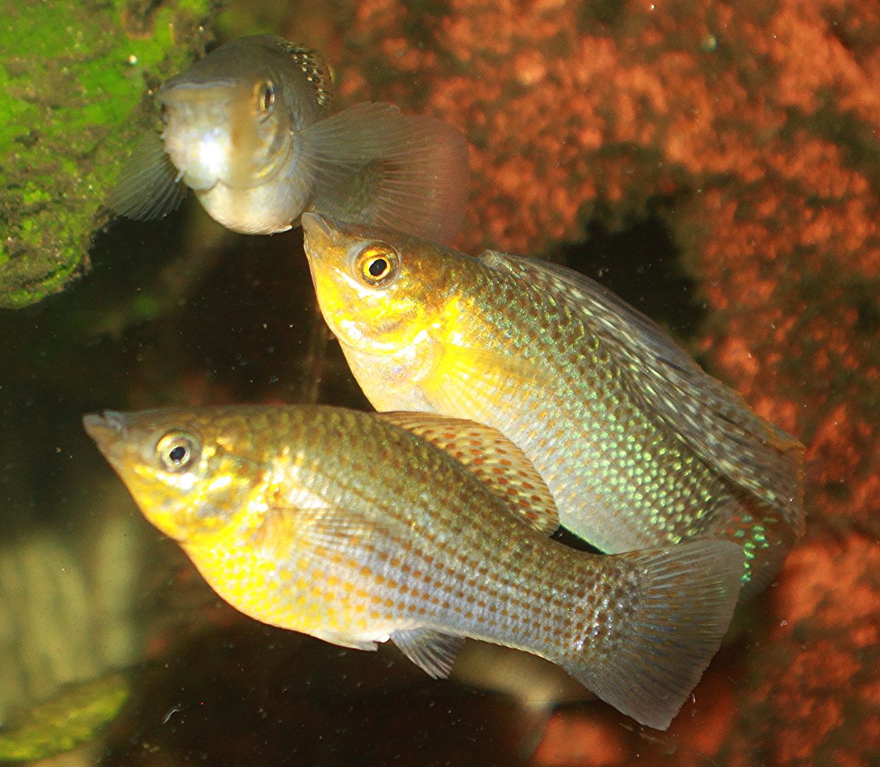 75 gallon Firemouth species only Tank