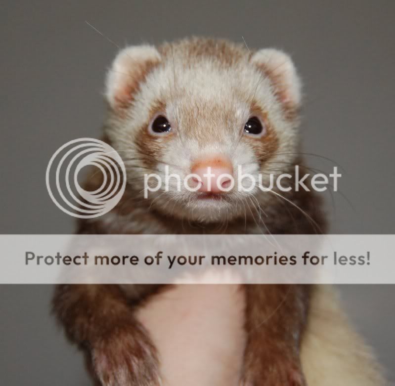 Ferrets needing homes - Kent | Reptile Forums